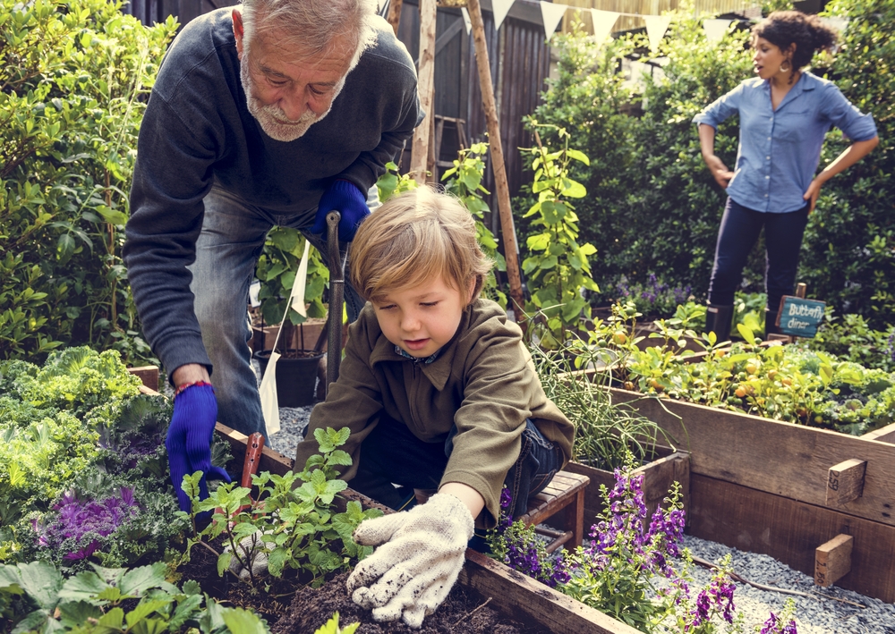 A grandfather and grandson do gardening together