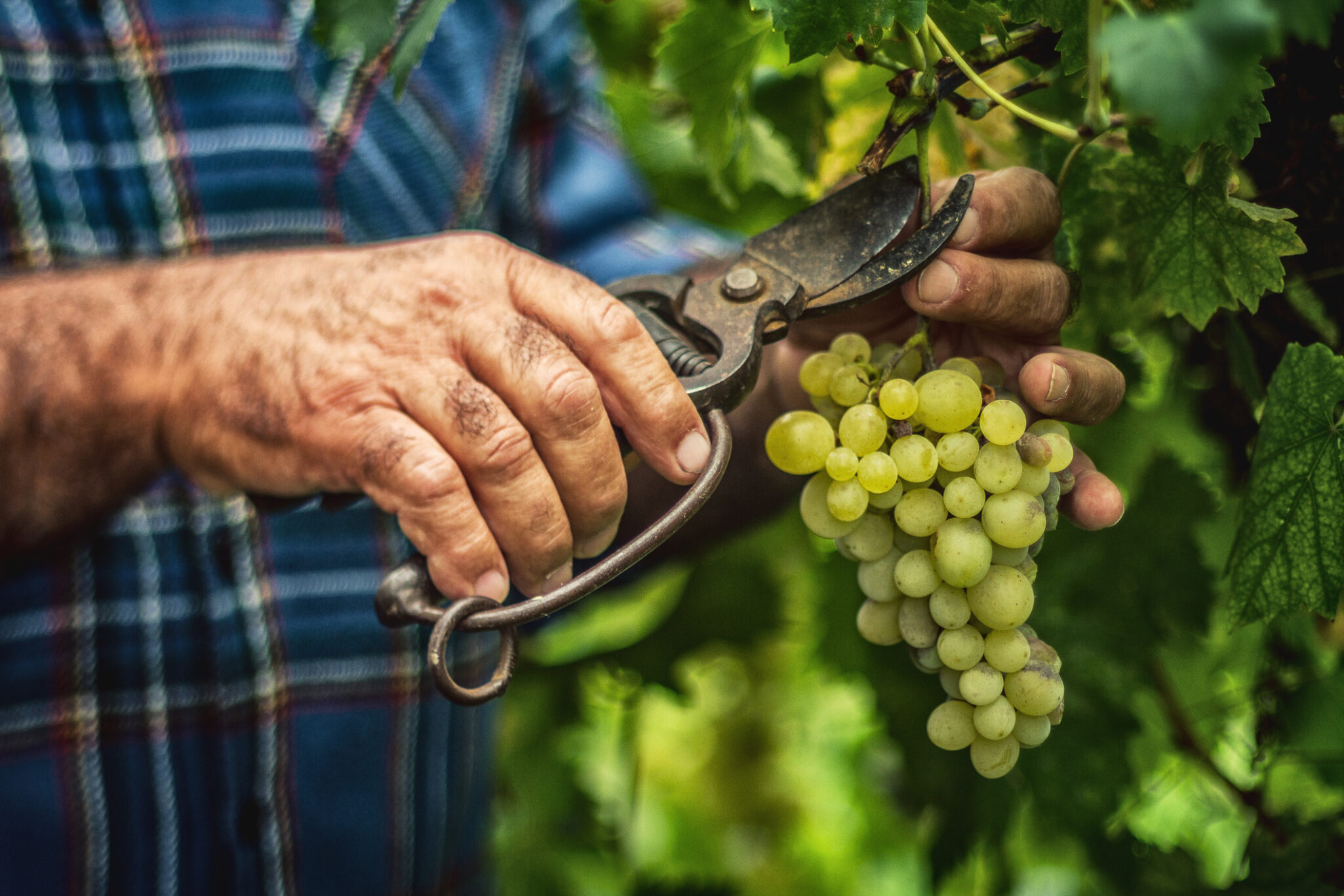 Grapes Harvesting and Picking Up in Italy