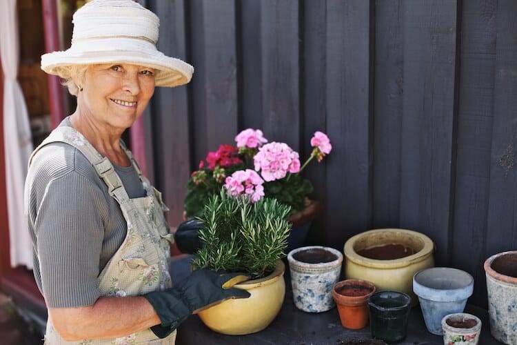 Senior woman planting flowers in pots.