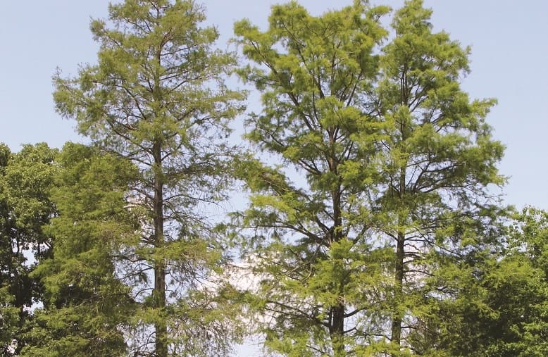 bald cypress tree