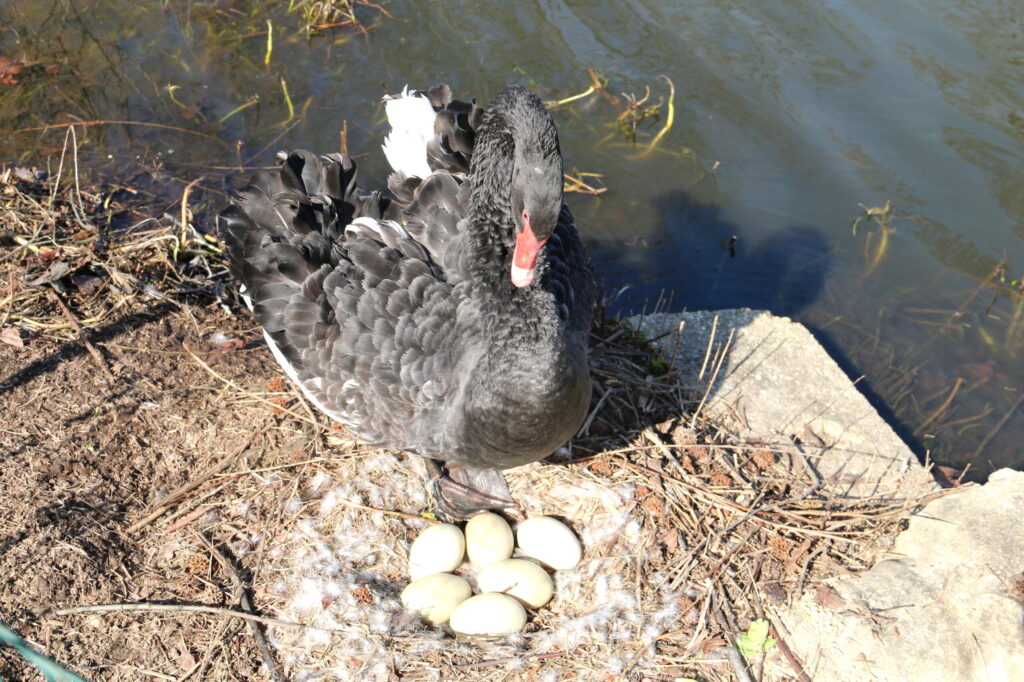 black swan with eggs