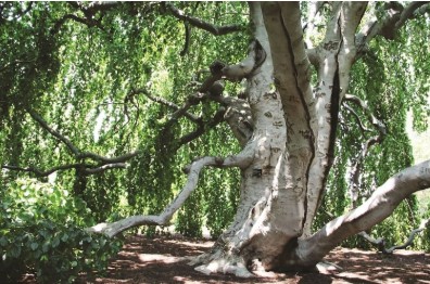 Large, mature tree with smooth, light-colored bark and wide, sprawling branches beneath a canopy of cascading green leaves in the Meadow Lakes arboretum.