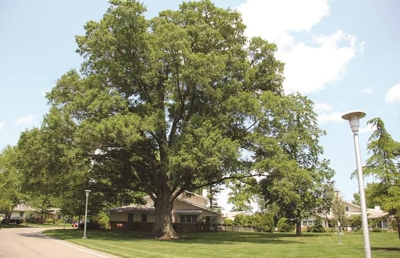 e2d5c950-willow-oak-min